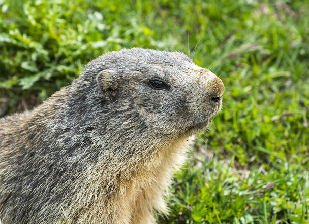 Colle dell'Agnello: primo piano della marmotta
 - Foto, immagini