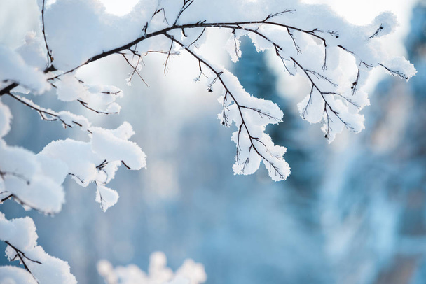 Winter branch covered with snow - 写真・画像