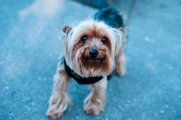 Йоркширский портрет собаки-терьера на улице
 - Фото, изображение
