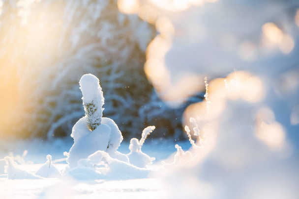 Молодий сосновий саджанці вкриті свіжим снігом
 - Фото, зображення