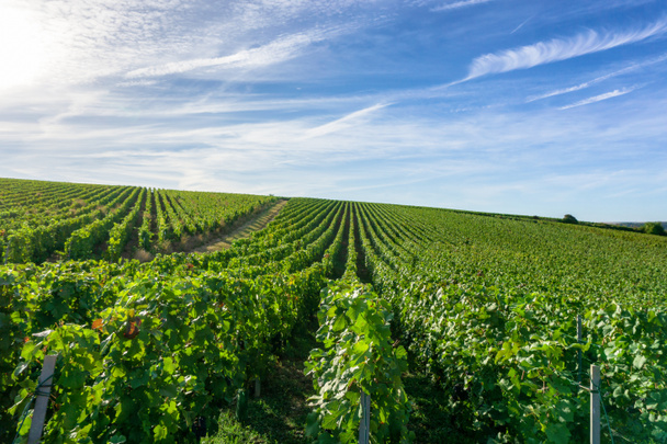 Шампанські виноградники в Арн-де-Реймс
 - Фото, зображення