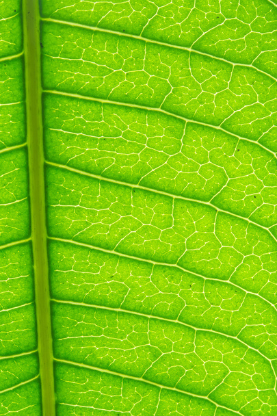 緑の葉の静脈 - 写真・画像