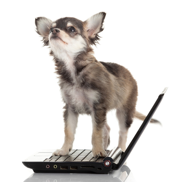 Chihuahua dog on laptop - Foto, immagini