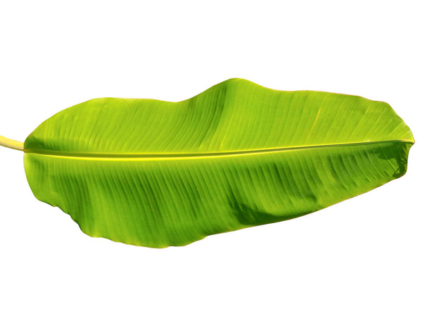 Banana leaf - Valokuva, kuva