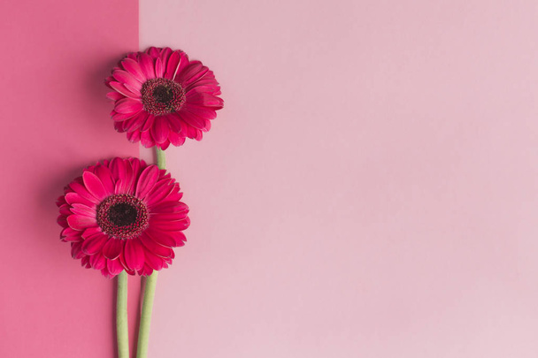 Όμορφα ροζ λουλούδια gerbera σε παστέλ ροζ φόντο. Ευχετήρια κάρτα για την ημέρα του Αγίου Βαλεντίνου ή της μητέρας.  - Φωτογραφία, εικόνα