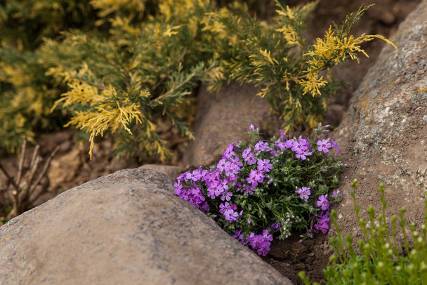 Creeping phlox or moss phlox and variegated juniper on flowerbed - 写真・画像