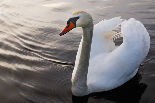 scenic view of majestic swan at nature - Fotografie, Obrázek