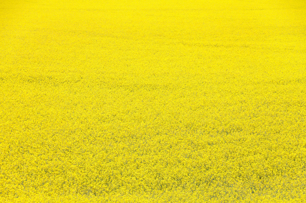 Fiore di colza gialla
 - Foto, immagini
