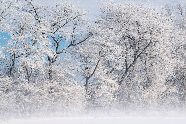 Hoarfrost encases a forest of bare trees in fog on a frigid winter morning, Michigan, USA - Photo, Image