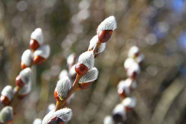 branches de saule du printemps, gros plan - Photo, image
