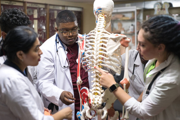 estudiantes de medicina estudian la estructura del hombre, en el esqueleto. Un grupo de jóvenes de diferentes sexos, mestizos, vestidos de médico, en el aula
 - Foto, Imagen