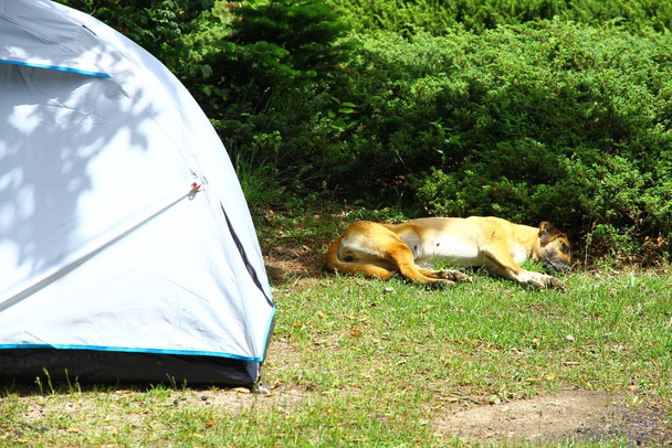 chien dormant près d'une tente dans les montagnes - Photo, image