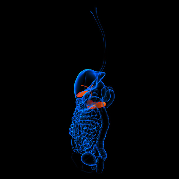 人間の消化器系膵臓赤い色 - 側面図 - 写真・画像