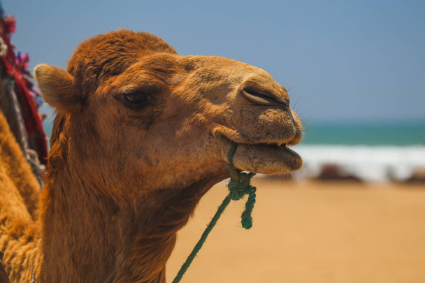 Camel close-up on the beach - Foto, immagini