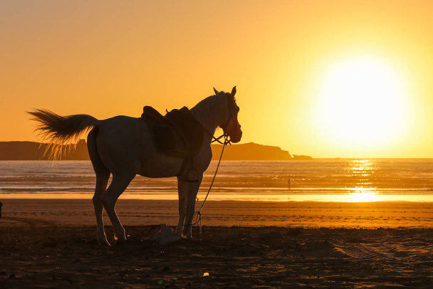 Silhouette of a horse on a sandy beach at sunset - Foto, immagini