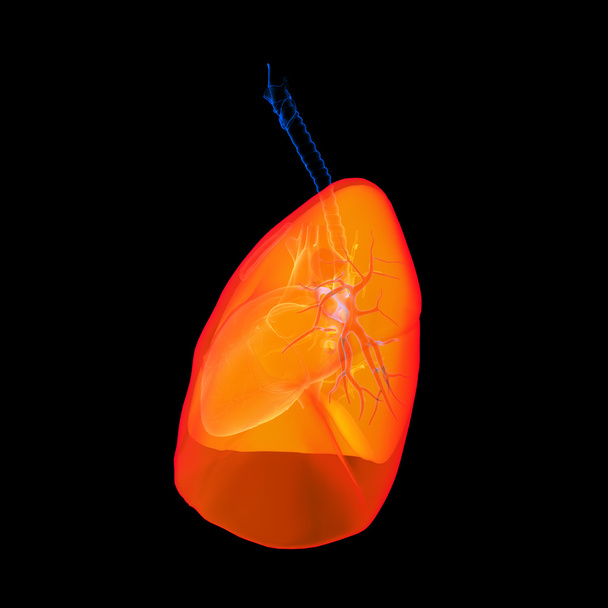 Système respiratoire humain de couleur rouge poumon - vue latérale
 - Photo, image