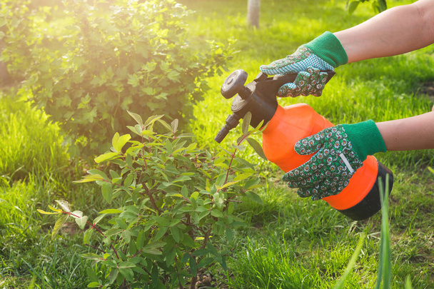 woman garden gloves treats sprinkles the bushes of plants in the garden on a summer day, the concept of gardening and farming agriculture - Foto, immagini