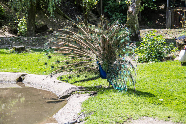 Peacock struts on meadow - Fotoğraf, Görsel