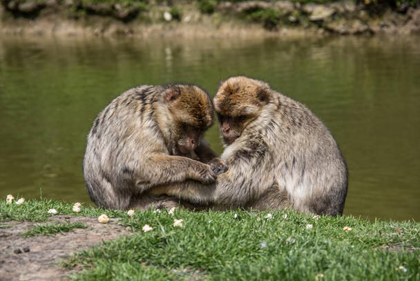 Берберские обезьяны у водопоя
 - Фото, изображение