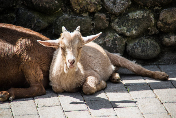 коричневые белые козы
 - Фото, изображение