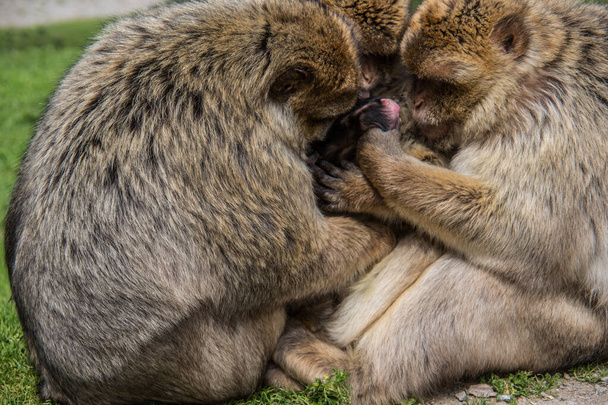 Scimmia berbera con cucciolo tra le braccia
 - Foto, immagini