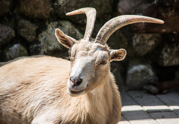Kahverengi beyaz keçiler - Fotoğraf, Görsel
