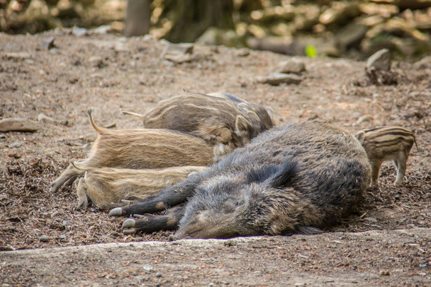 Wildschweine mit Frischlingen im Schlamm - Foto, Bild