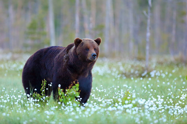 O urso pardo (Ursus arctos) macho andando na floresta contra a luz. Grande urso macho no finlandês taiga
. - Foto, Imagem