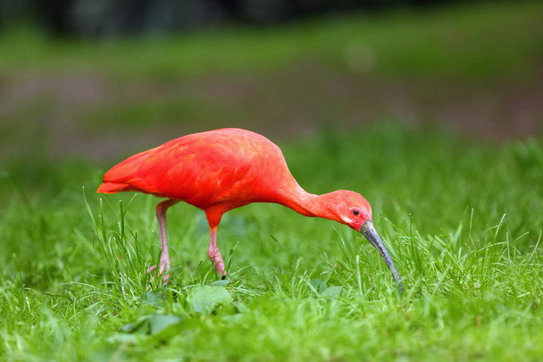 The scarlet ibis (Eudocimus ruber) looking for food in green grass. Red ibis in green background. - Photo, Image