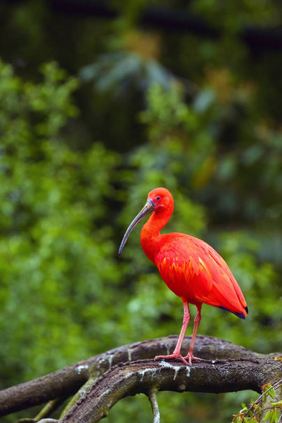 The scarlet ibis (Eudocimus ruber) sitting on the branch. Red ibis in green background. - Photo, Image