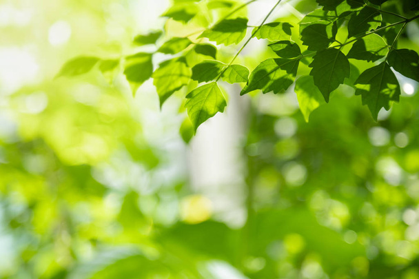 Primer plano de la vista de la naturaleza hoja verde en verde borroso backgroun
 - Foto, Imagen