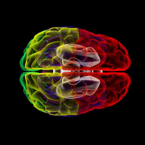 ludzki mózg w x-ray-widok z góry - Zdjęcie, obraz