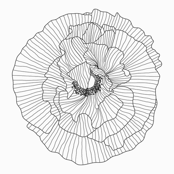 California fleurs de pavot dessinées et croquis avec line-art sur blanc - Vecteur, image