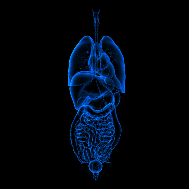 Sistema digestivo y respiratorio - vista frontal
 - Foto, imagen