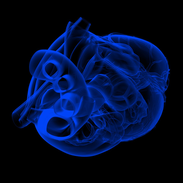Человеческое сердце - анатомия - вид сверху
 - Фото, изображение