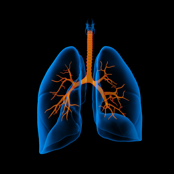3D medizinische Illustration - Lungen mit sichtbaren Bronchien - Rückansicht - Foto, Bild