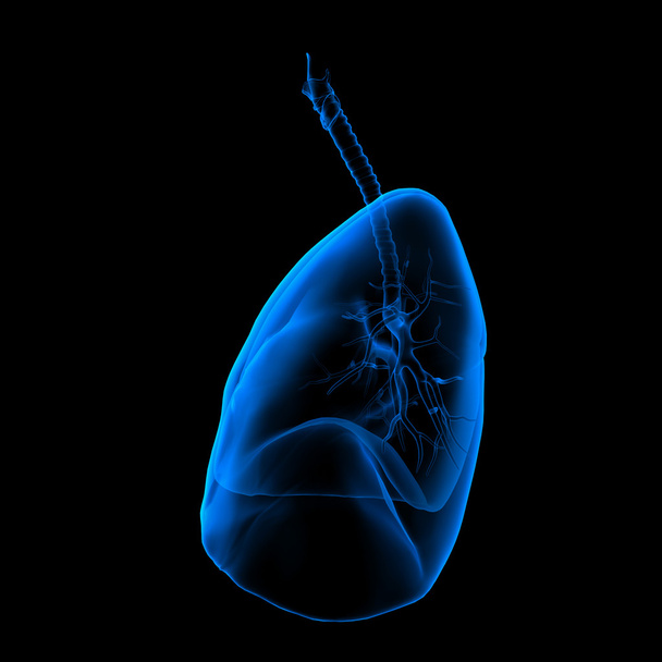Illustrazione medica 3D - vista laterale dei polmoni
 - Foto, immagini