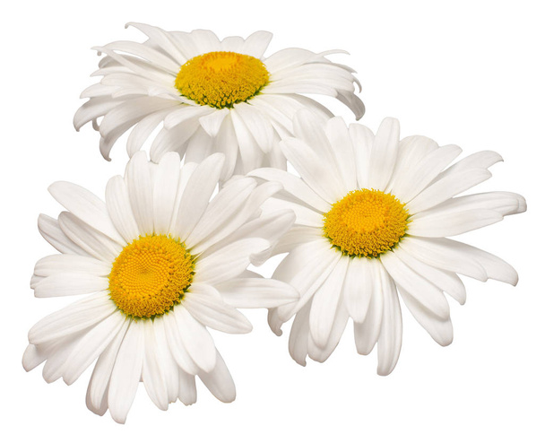 Μπουκέτο λευκό λουλούδι μαργαρίτα απομονώνονται σε λευκό φόντο. Επίπεδη - Φωτογραφία, εικόνα
