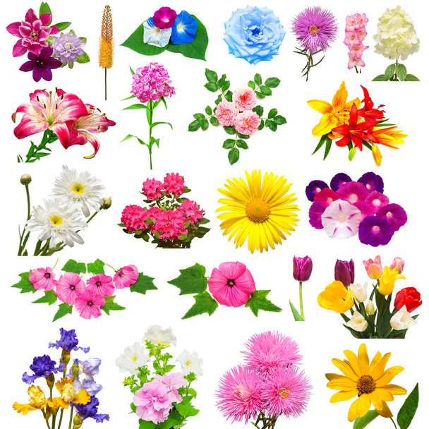 Sammlung Blüten Rhododendron, Clematis, Aster, Hortensie, Tulpe - Foto, Bild