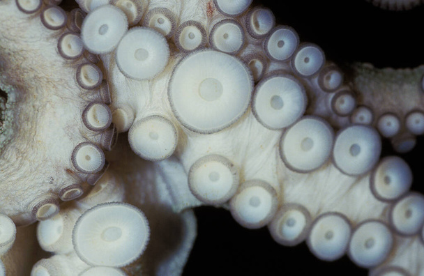 POULPE COMMUN octopus vulgaris - Valokuva, kuva