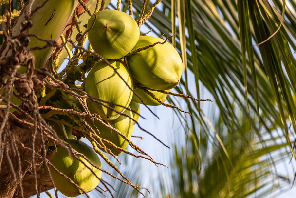 Prachtige Cocos nucifera palmen met een groep groene kokosnoten is op de blauwe lucht achtergrond - Foto, afbeelding