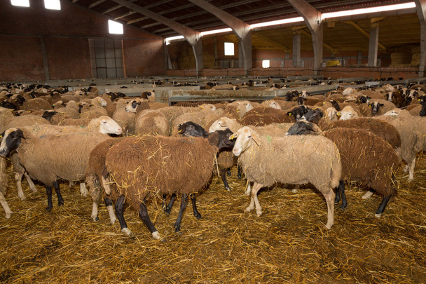 Rebaño de ovejas - Foto, Imagen