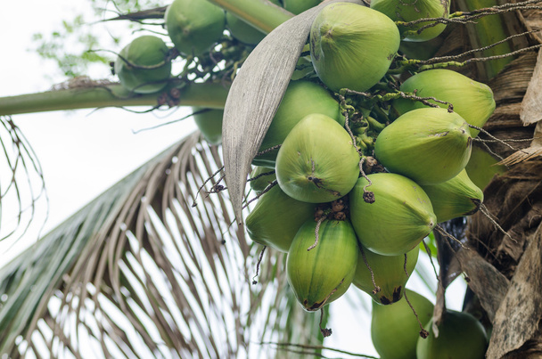 Coconuts Hanging on Palm Tree - Φωτογραφία, εικόνα