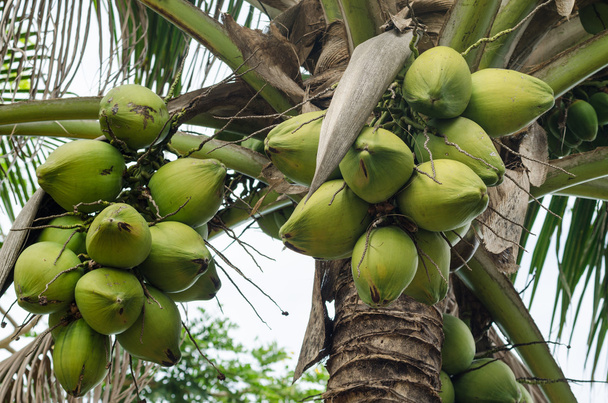 Cocos colgando de la palmera
 - Foto, imagen