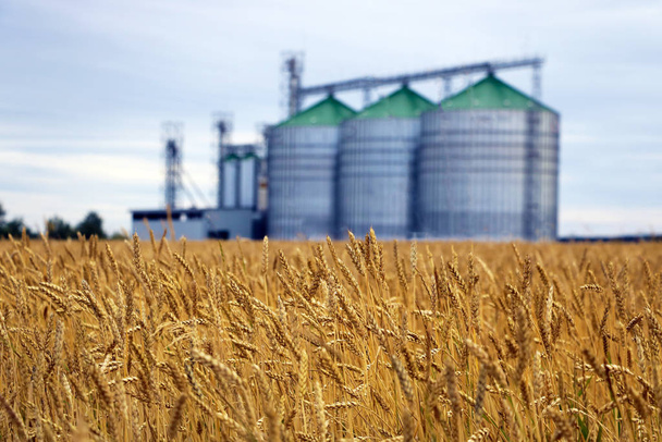 Желтое поле пшеницы или ячменя, на фоне фокус-группы комплекса зерновых сушилок
. - Фото, изображение