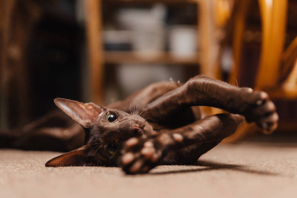 Oosterse kat van chocolade kleur. Het poesje ligt op de grond en strekte zijn poten uit na de slaap. - Foto, afbeelding