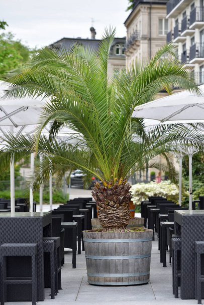 A large palm plant in a large pot in a street cafe in a European city - Foto, Imagem