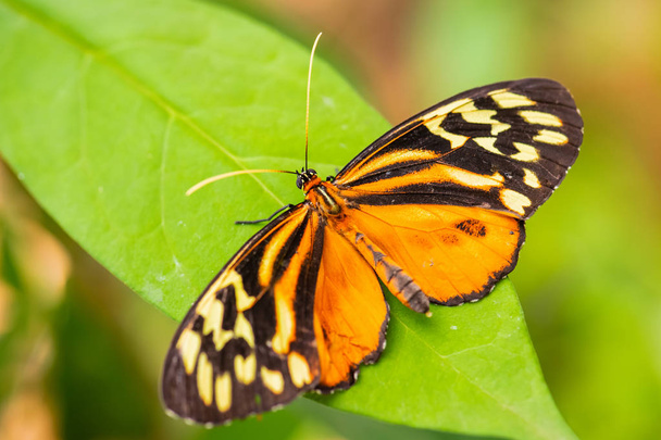Harmonia tigre - Tithorea harmonia, bela borboleta pincel colorido de prados da América Central e do Sul, Equador
. - Foto, Imagem