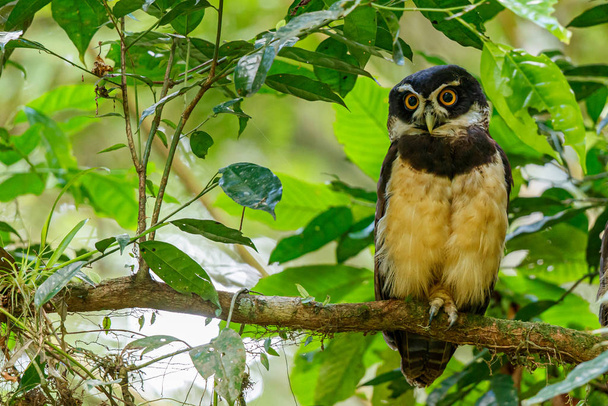 Silmälasipöllö metsässä lähellä kaupungin Guapiles Costa Rica
 - Valokuva, kuva
