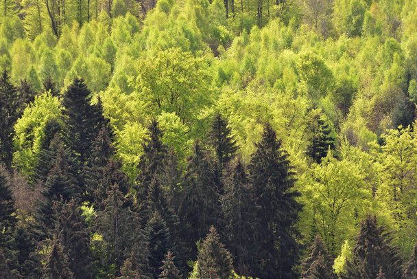 Spring landscape with mixed forest on a hill, coniferous trees and deciduous growth together in the forest Schwarzwald, Germany - Foto, imagen